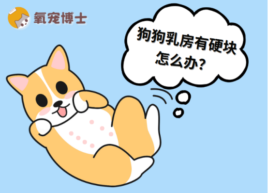 狗狗乳房有硬块怎么办？
