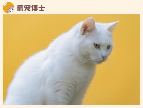 貓咪打噴嚏噴出黃鼻涕，是細菌還是病毒感染？一文教你分辨