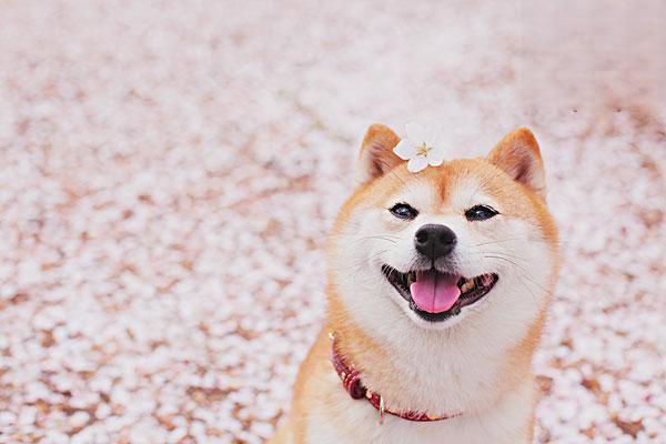 柴犬和秋田犬的区别在哪里