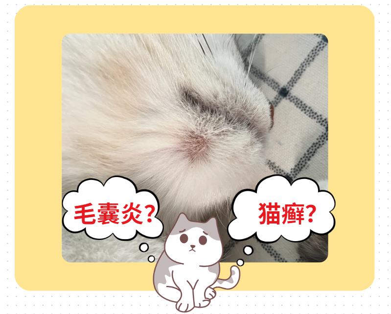 猫毛囊炎和猫癣有什么区别？看这里，教你如何区分