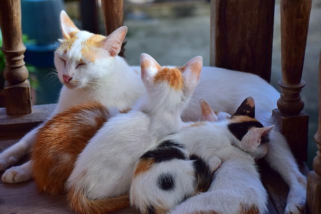 猫生完小猫吃什么补身体？猫咪产后护理指南来了