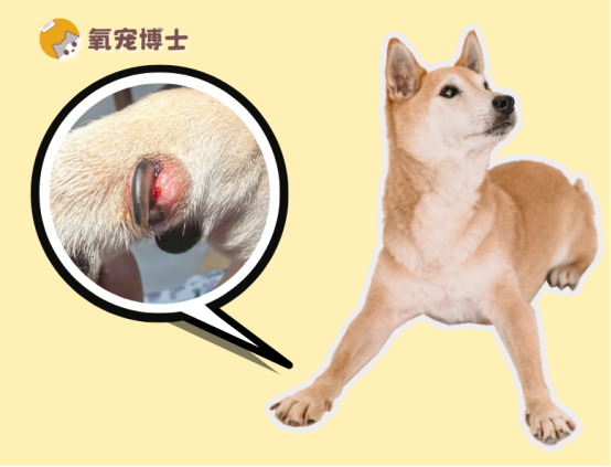 私藏宝典：狗狗甲沟炎用什么药好？