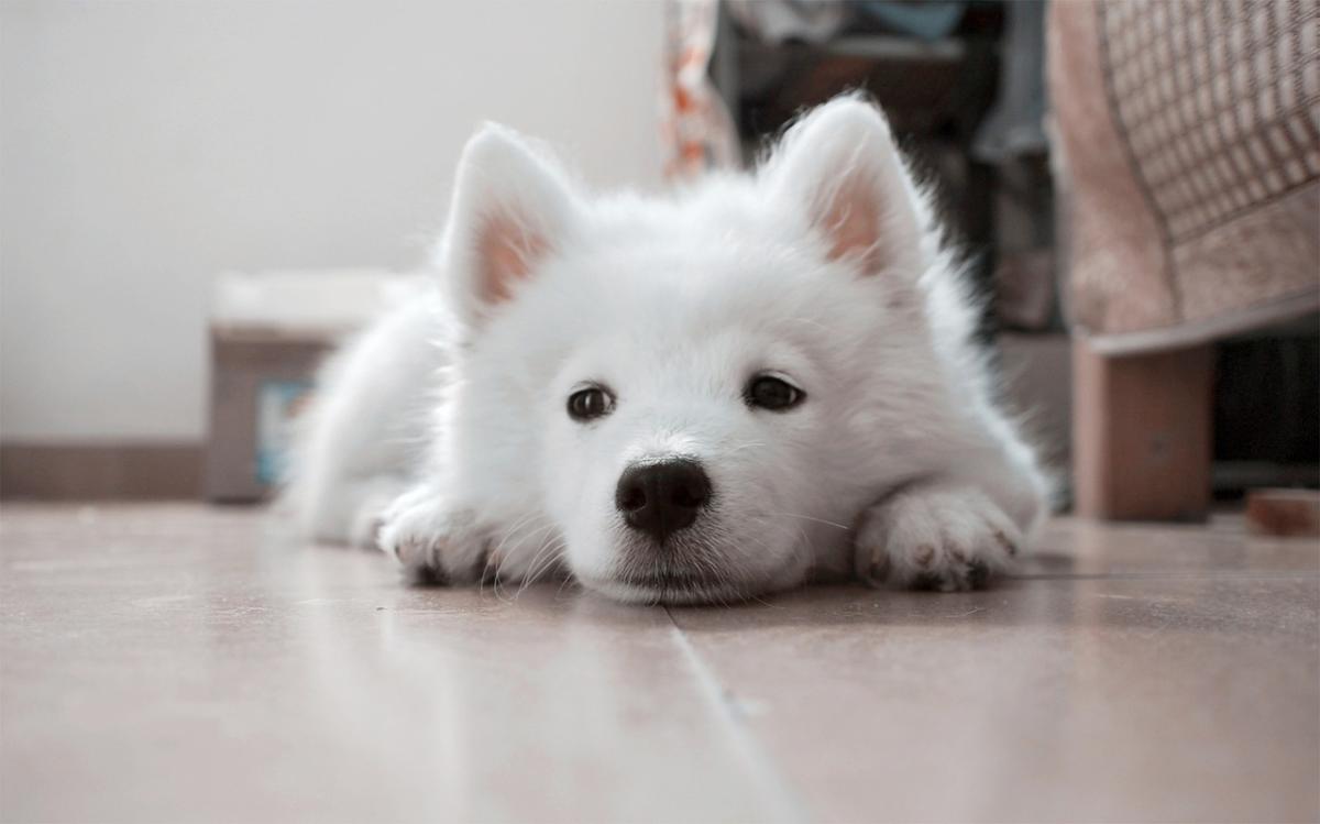 狗不吃狗粮