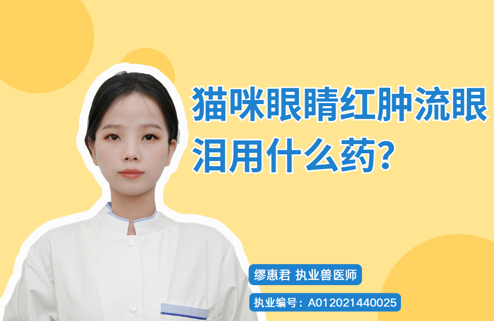 猫咪眼睛红肿流眼泪用什么药？