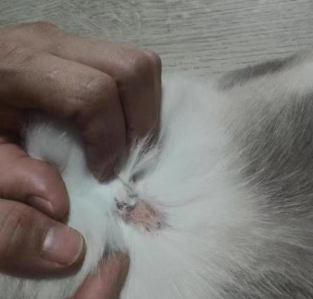 猫癣的诊断与治疗