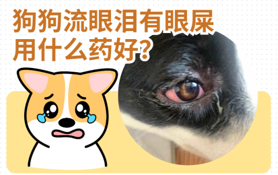 狗狗流眼淚有眼屎用什么藥好？