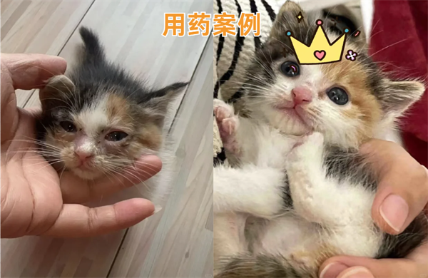 猫鼻支怎么治疗？