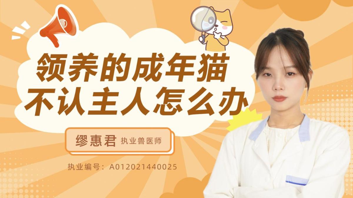 领养的成年猫不认主人怎么办？