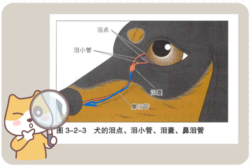 狗狗鼻泪管堵塞