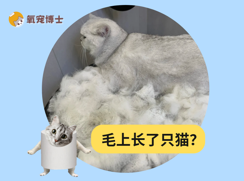 银渐层猫掉毛严重怎么办？