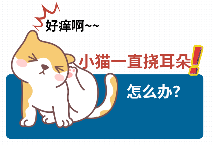 小猫频繁挠耳朵是怎么回事？可能是耳螨作祟