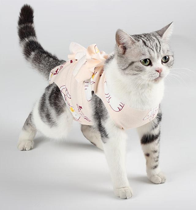 猫咪绝育服小猫