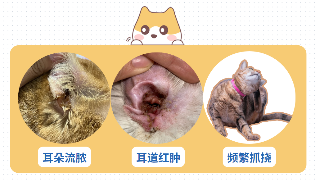 猫耳朵里有黑色脏东西是耳螨吗？