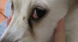 狗狗眼睛上面长红疙瘩
