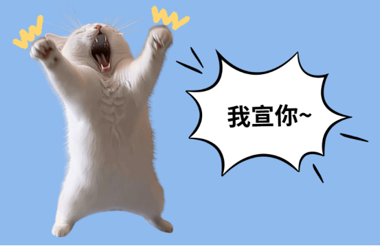 貓咪一直盯著主人