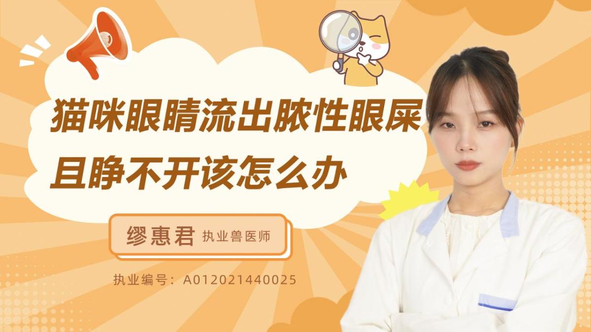 猫咪眼睛流出脓性眼屎且睁不开该怎么办？