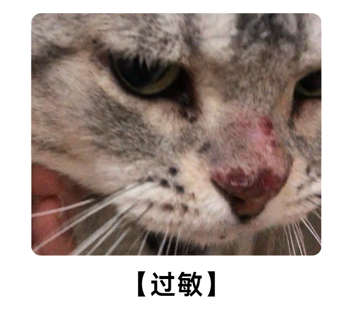 猫过敏