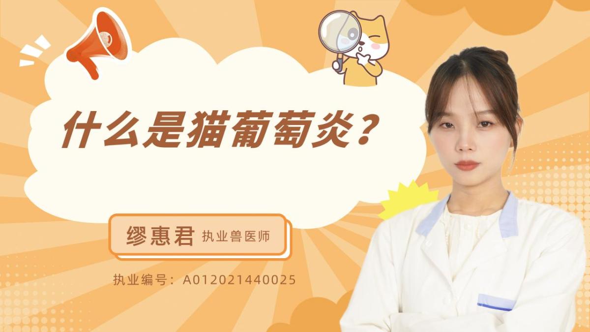 什么是猫葡萄膜炎？