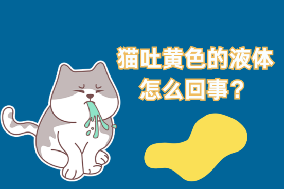 猫吐黄色的液体怎么回事？