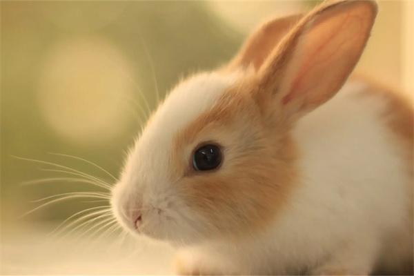 兔子为什么一直眯着眼睛？