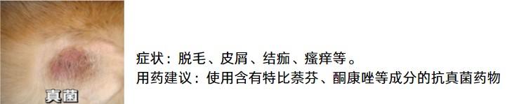 狗狗皮肤瘙痒不用慌，精准用药是关键