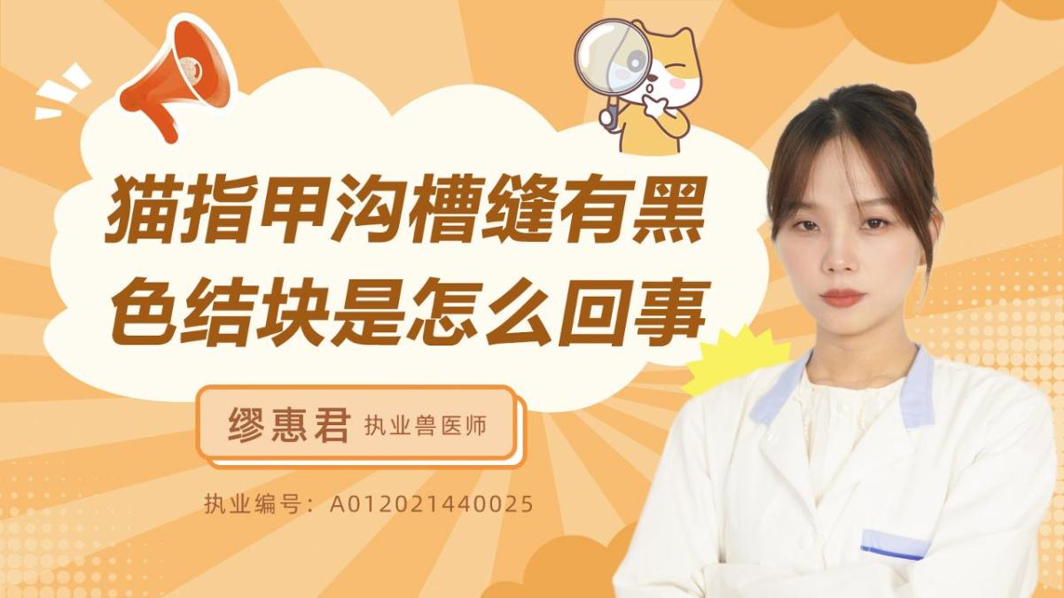 貓指甲溝槽縫有黑色結(jié)塊是怎么回事？