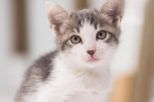猫结膜炎可以自愈吗？