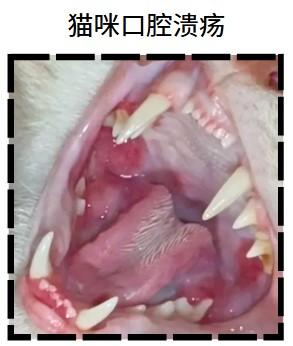 猫咪口腔溃疡不要怕，一招解决疼痛问题