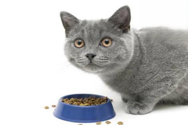 猫肠炎，怎么减少自家猫咪感染了肠炎的几率