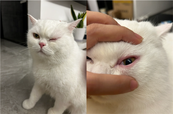 猫咪眼睛红肿流眼泪怎么办？抠门铲屎官居家治疗方案