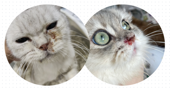 猫呼吸道感染