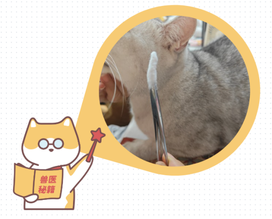 猫咪耳朵发炎流脓怎么治？