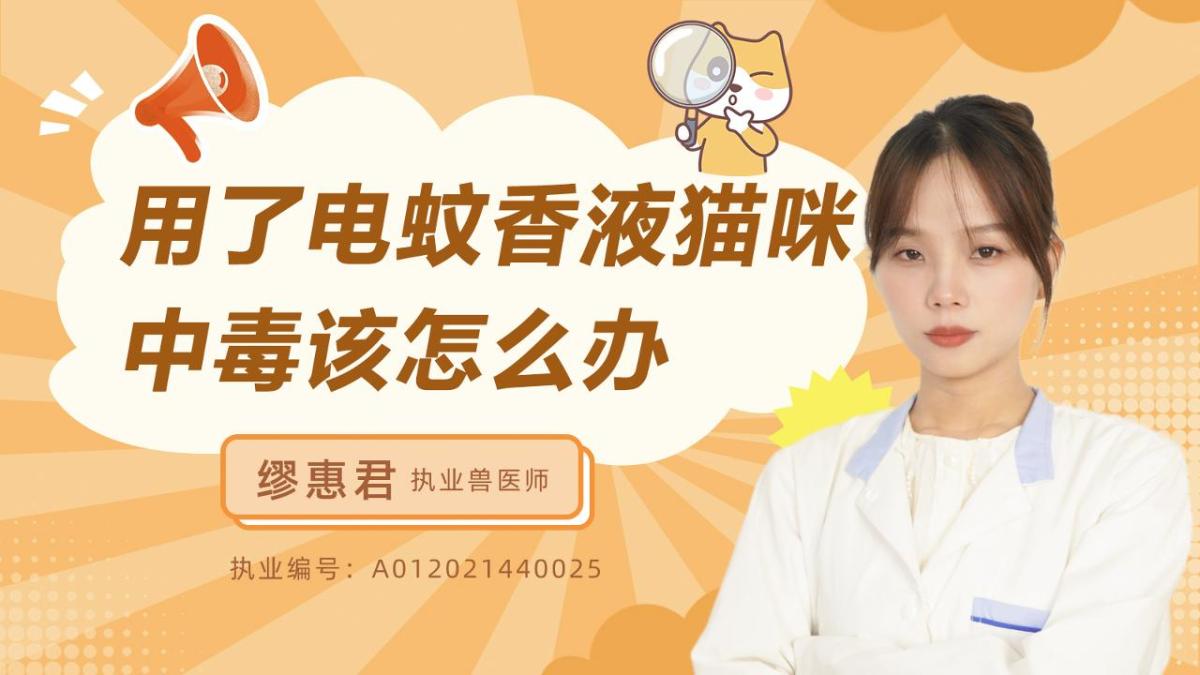 用了电蚊香液猫咪中毒该怎么办？