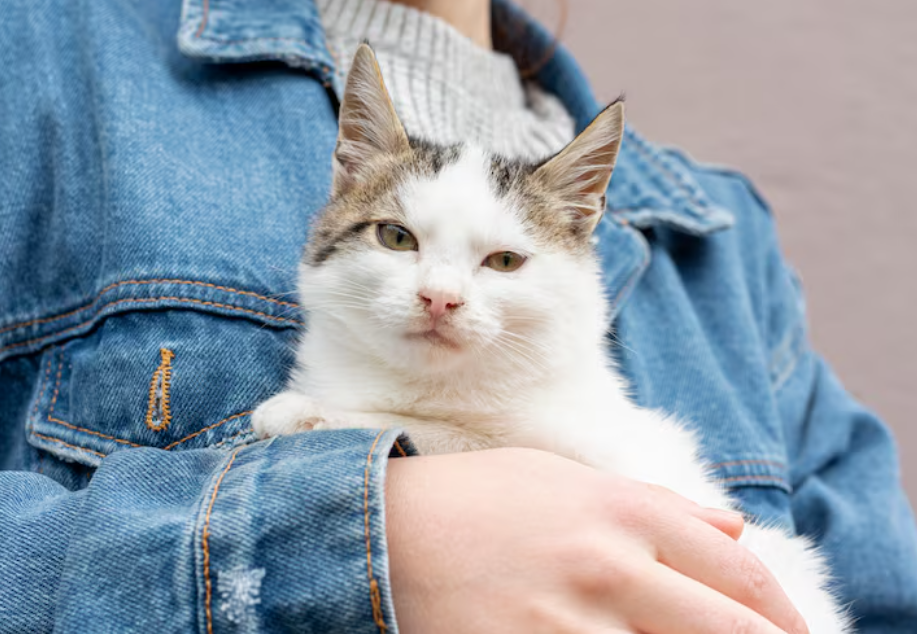 哪款有效的猫咪驱虫药更好用？