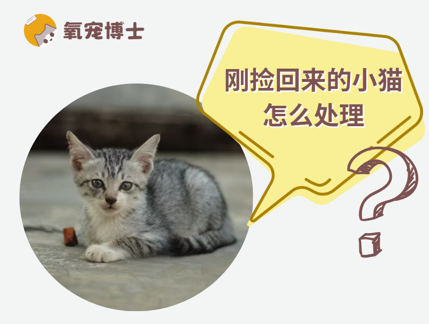 刚捡回来的小猫怎么处理？