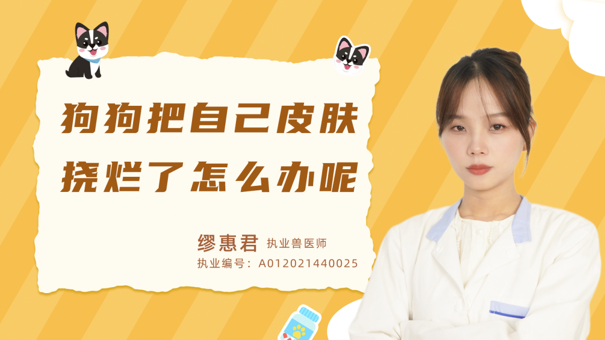 狗狗把自己皮膚撓爛了怎么辦？