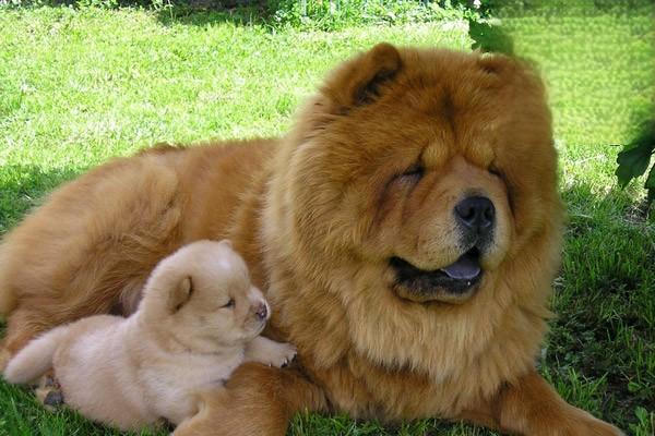 鬆獅犬得了犬瘟熱怎麼治2.jpg