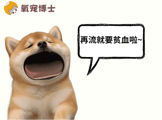 狗狗月经一直不干净怎么办？