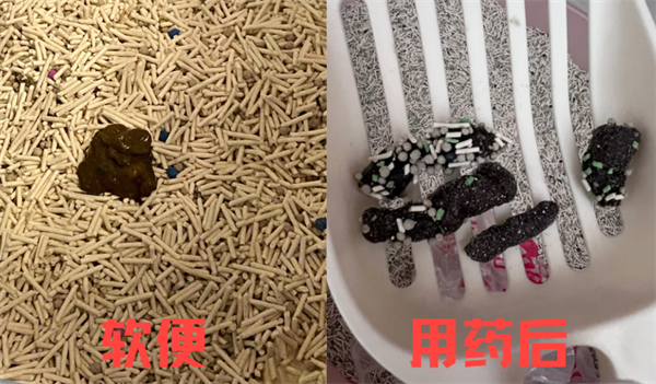 猫咪软便吃什么药？