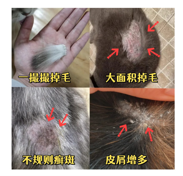 猫身上的癣怎么治？一篇搞定！