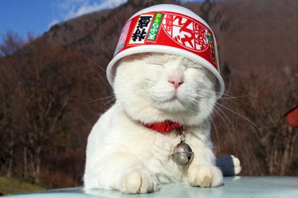 如何收养流浪猫