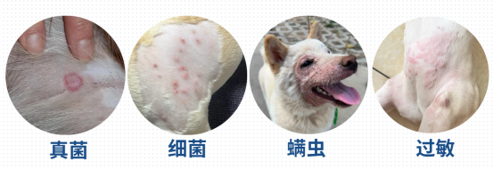 狗狗身上长疙瘩怎么回事