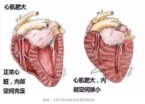 比熊犬心脏肥大