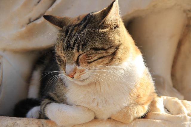 母猫生产后流血多久算恢复正常？新手养猫必看的产后知识