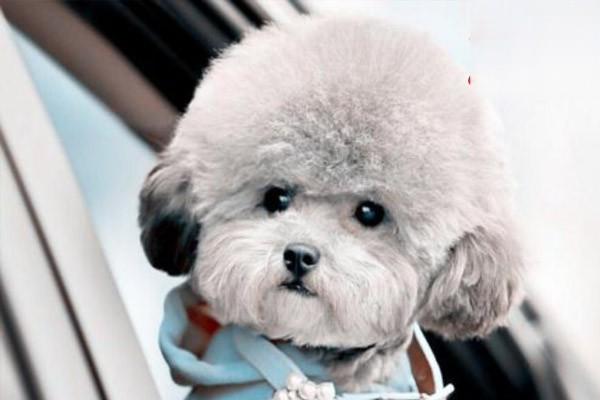 純種幼犬哈士奇特征