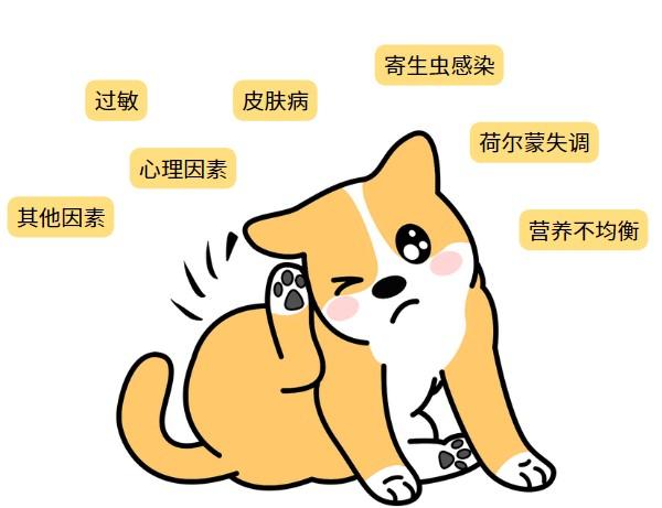 狗狗老是抓癢還用嘴咬？快幫狗狗止癢！