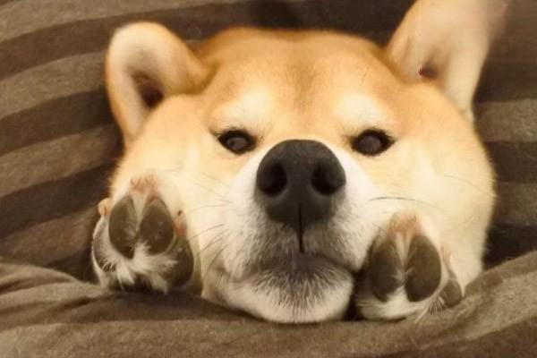 狗狗缺乏運動的表現