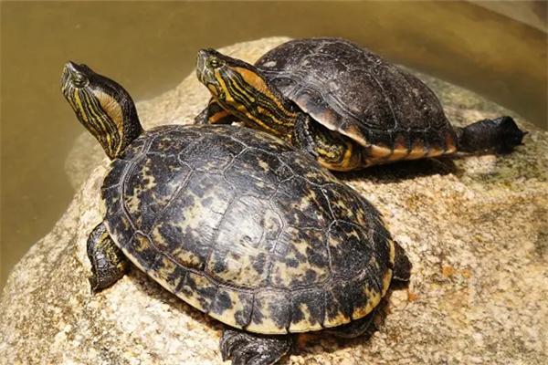 陆龟与海龟都有哪些区别？