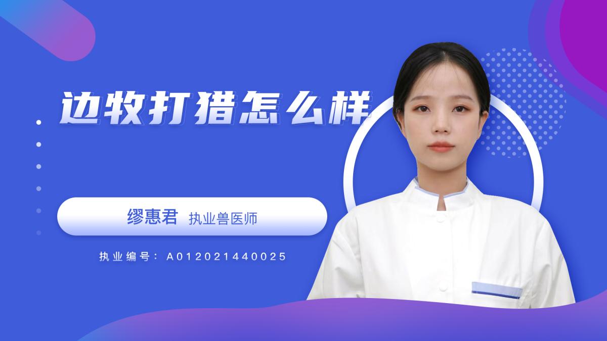 边牧打猎怎么样？