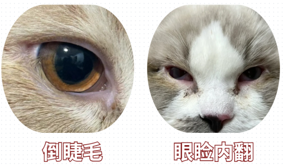 猫咪泪痕严重怎么回事